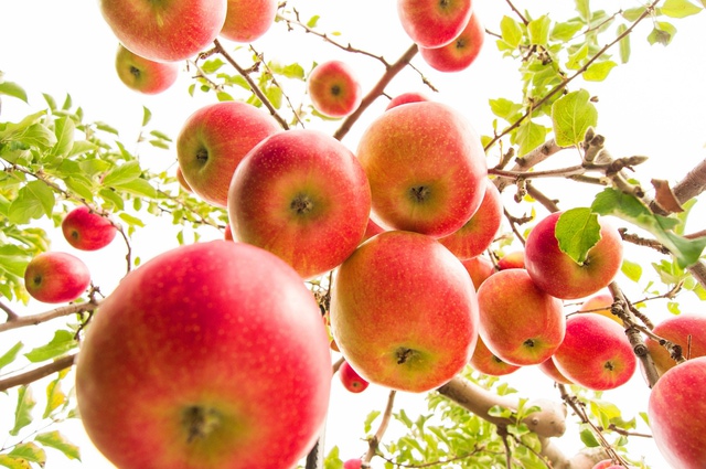 The indwelling Holy Spirit produces the fruit of the Spirit in us.