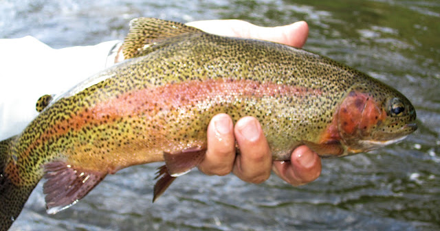 Closeup+Eagle+River+Rainbow+Trout+with+Jay+Scott+Outdoors.jpg
