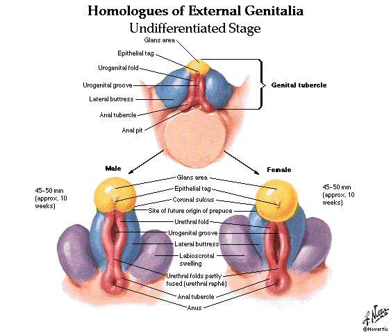 download local cells global science embryonic stem cell research in india genetics and society