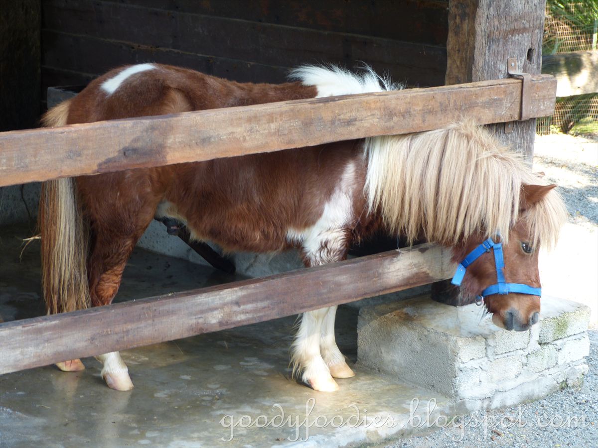 Baby Sumo Photography World's Smallest Species of Horse Farm in The