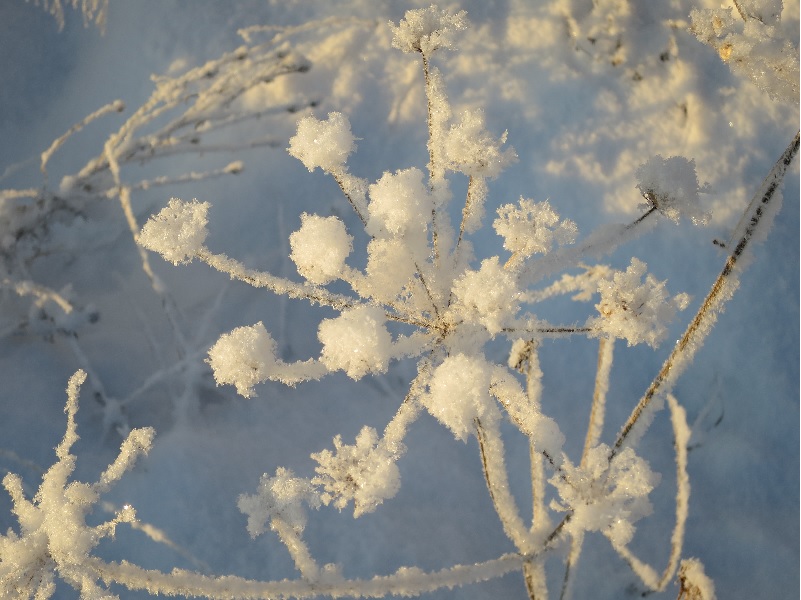 Snöblomma