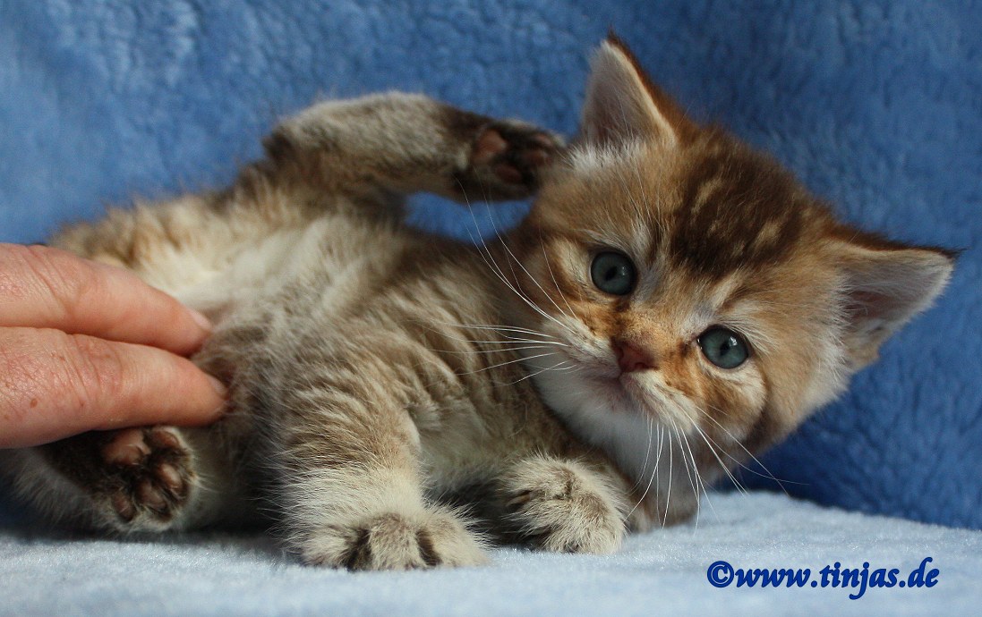 Britisch Kurzhaar (BKH) Kitten und Britisch Langhaar Katzenbabys BKH