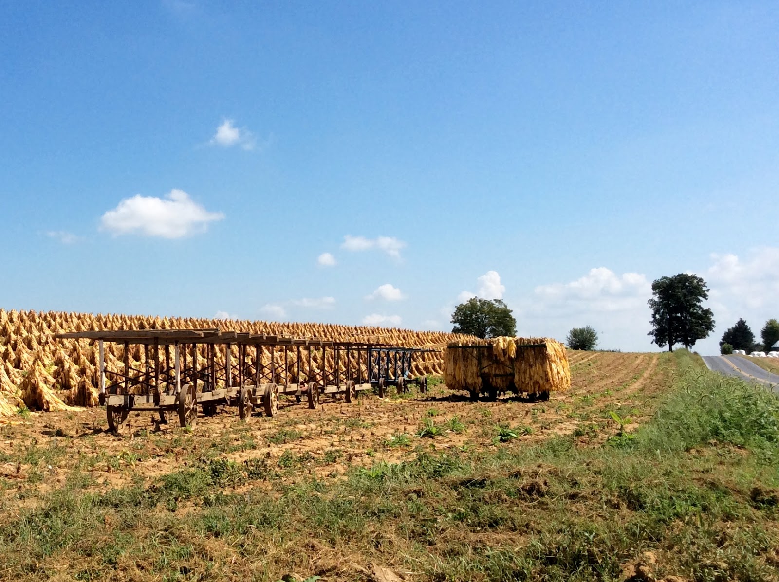 My Amish Indiana Growing Tobacco