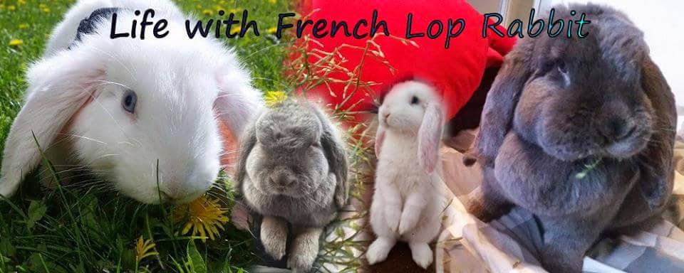 Life with frenchlop rabbit's