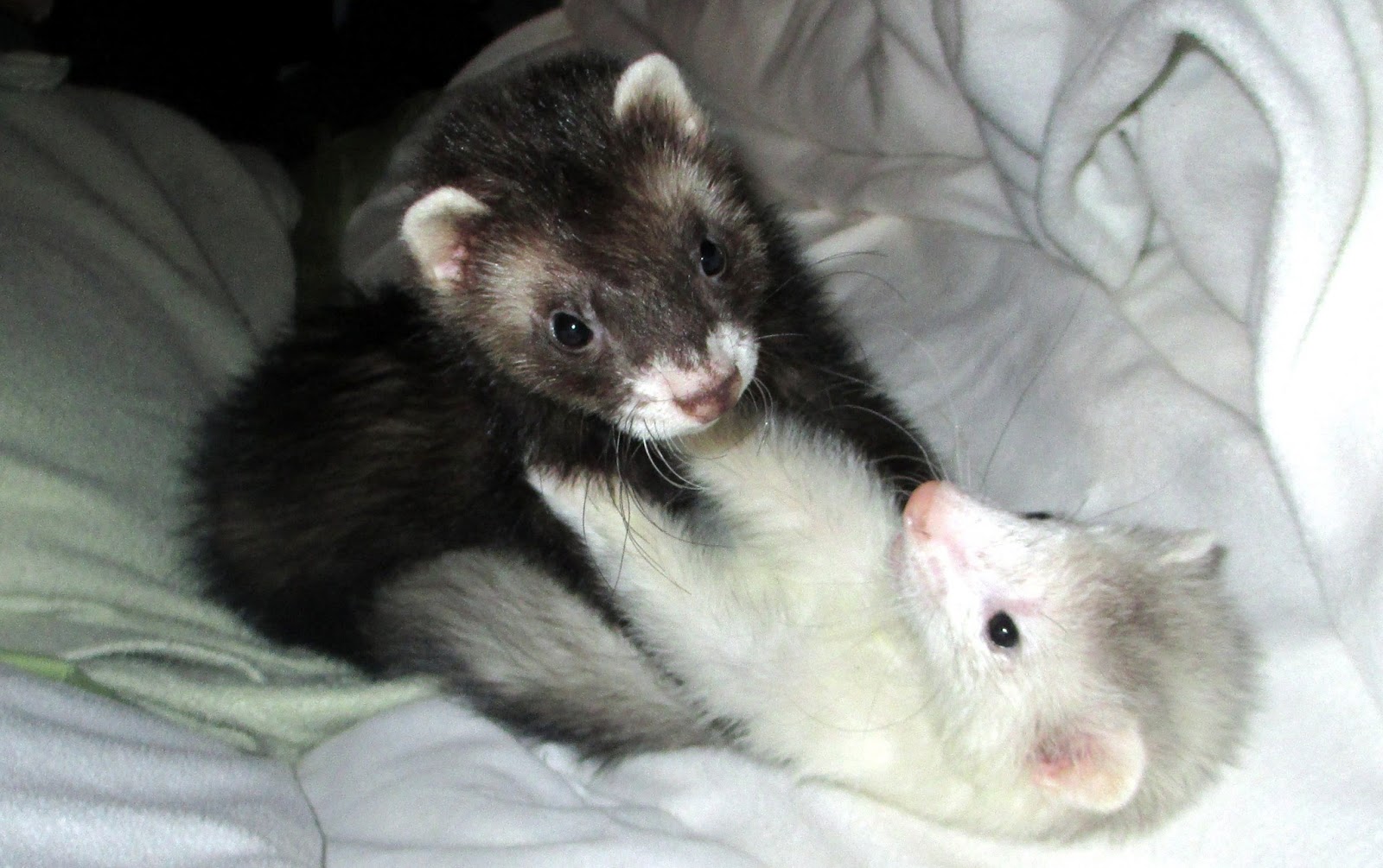 A Day in the Life of a Zookeeper Ferret Play Time