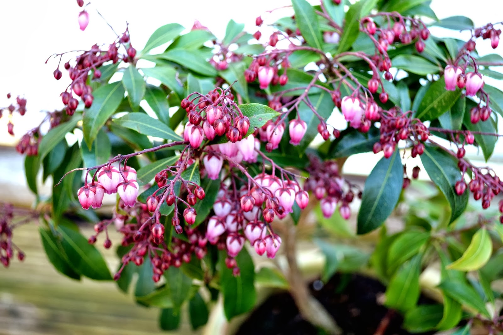 From The Garden Of Zen Asebi Pieris Japonica Flowers In Engaku Ji