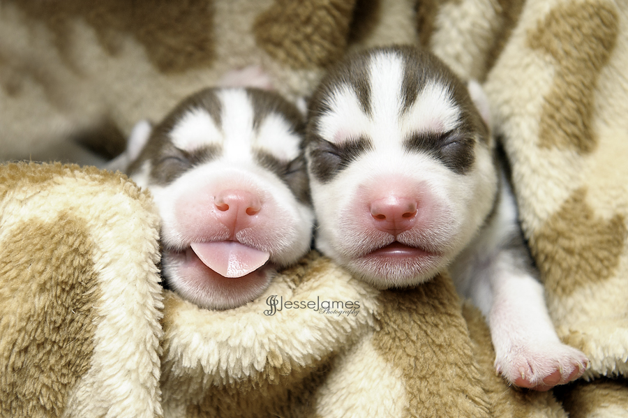 Cute Puppy Dogs: Siberian Husky Puppies