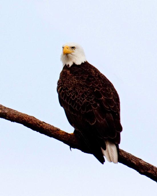 The New Haven Register Blogs: Vegging Out: Where eagles hatch! Bald