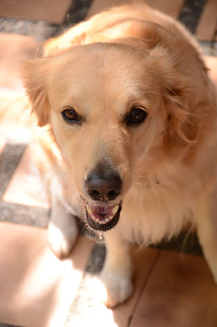 Dog close up drooling