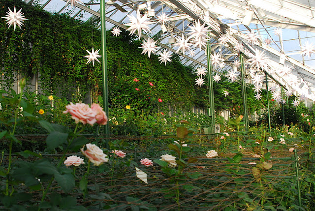 Stars over the Rose house for evening viewing