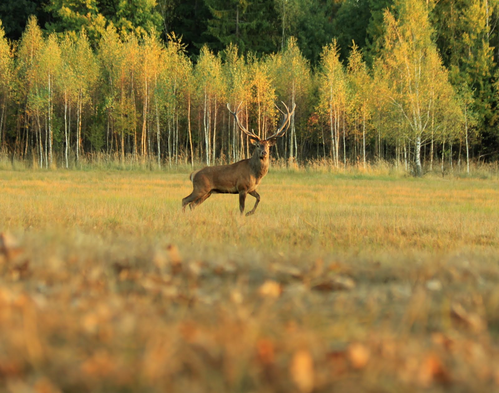 béel photo Szarvasbőgés