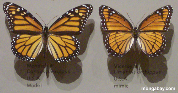 borboleta+monarca+e+vice+rei.png