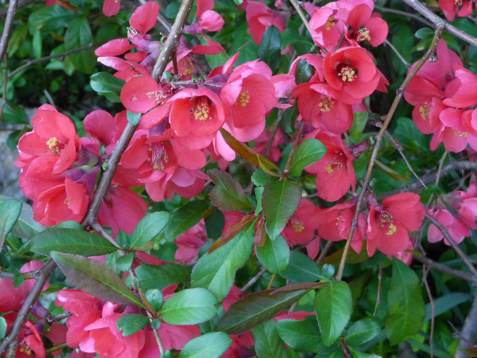 Dig Grow Compost Blog A Bloom Or Two For Gbbd