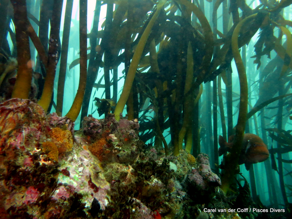 Kelp Forests So what about diving in Cape Town?