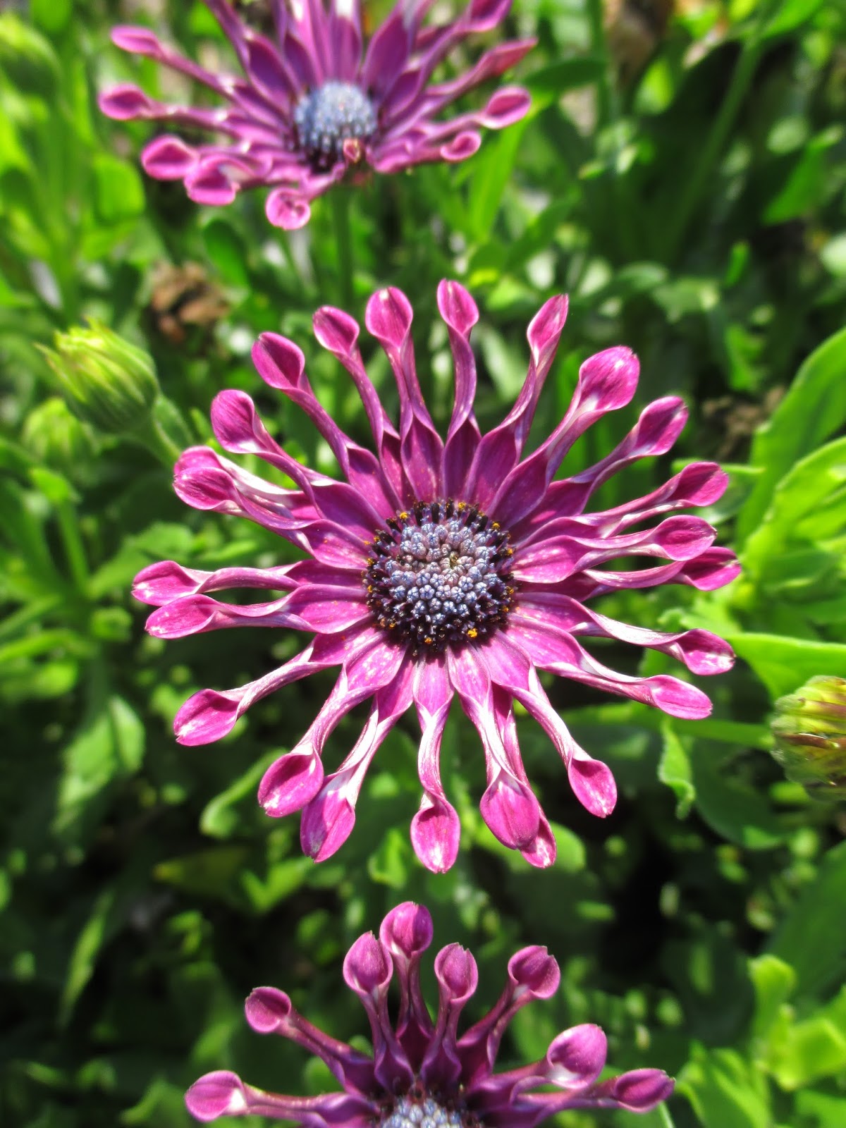 African Daisies (Osteospermum) Rotary Botanical Gardens