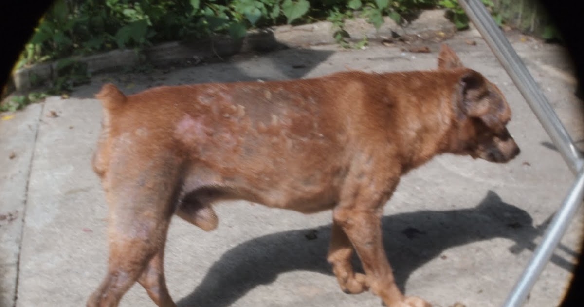 Mange Treatment How I Cured My Dog From Mange and Mites 4. The WAR