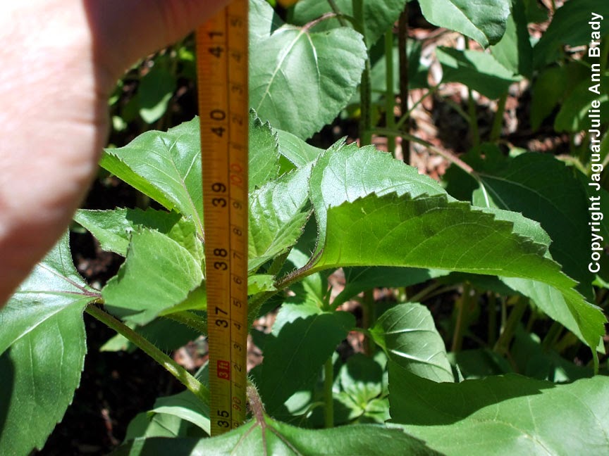 Julie Ann Brady Blog On Sunflower Plants at 36 Inches Tall
