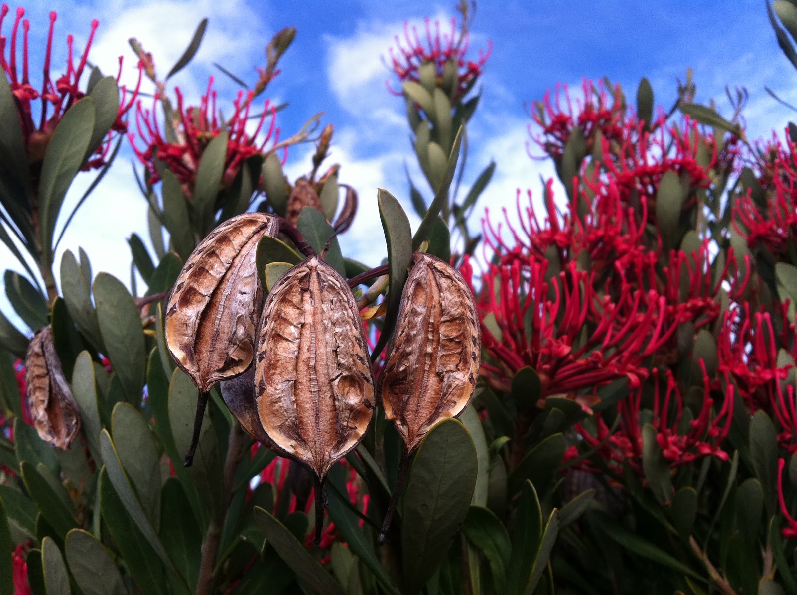 Swallows Nest Farm Tasmanian Waratahs