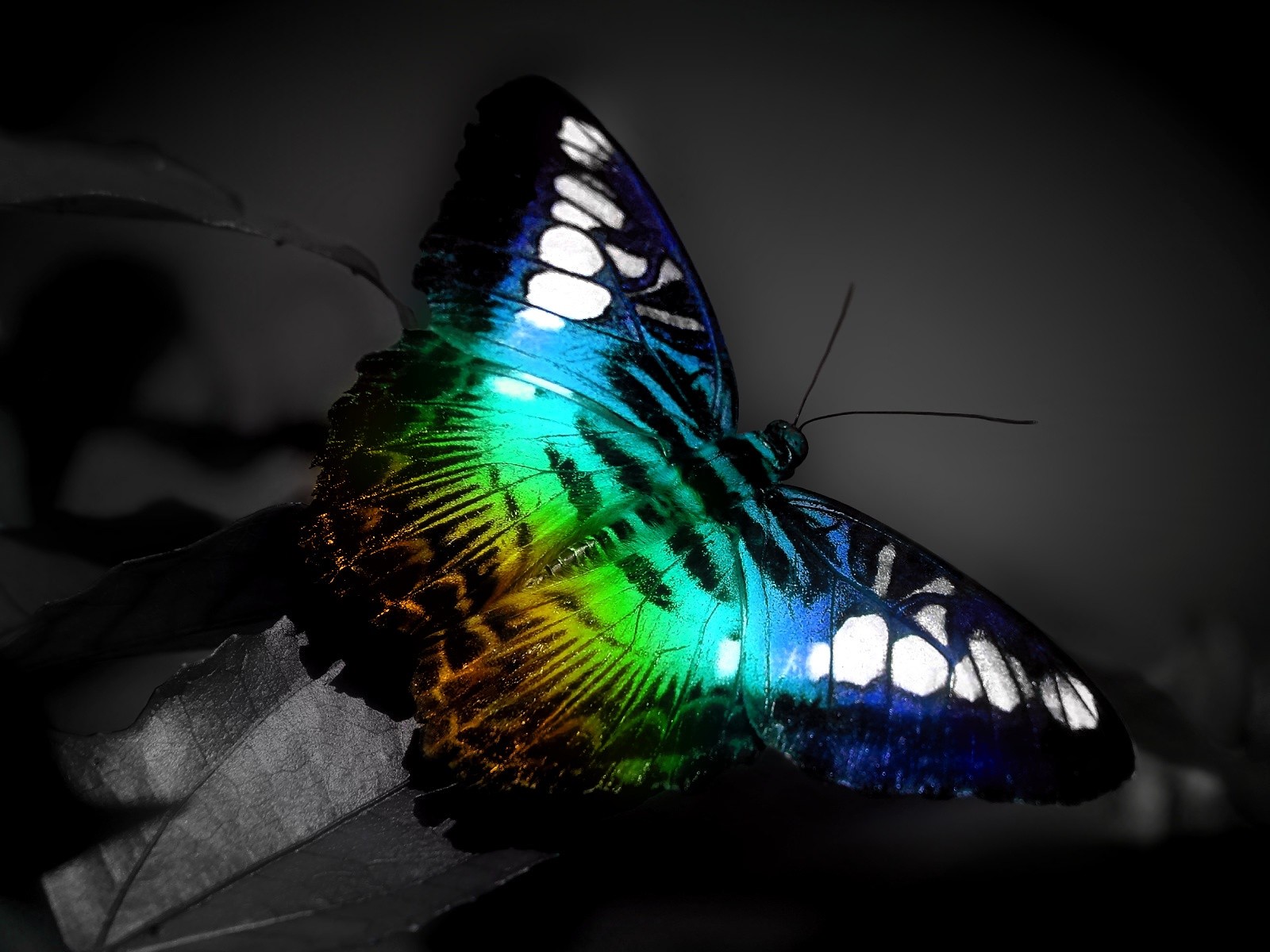 www TheWallpaperDB blogspot com Huge HD Wallpaper HD Desktop Wallpapers and Backgrounds