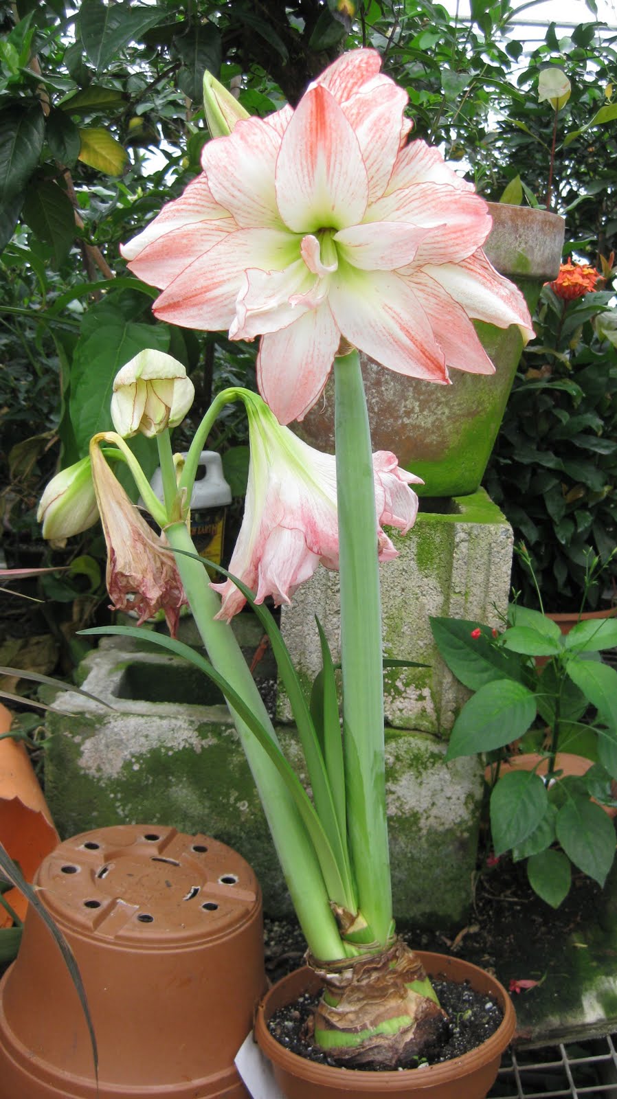 Amaryllis care after blooming information camiciemontex