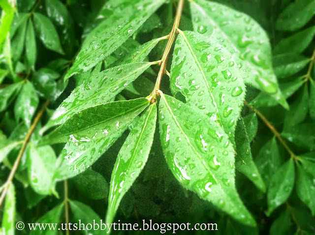 Rainy leaves