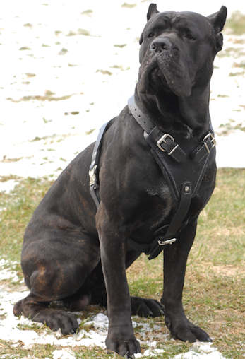 dogs breed pics. Cane Corso Dog Breed Pictures