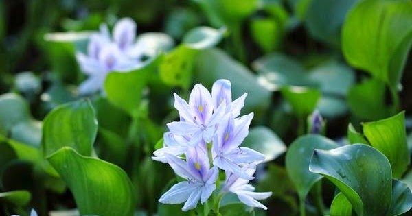 common water hyacinth koi pond