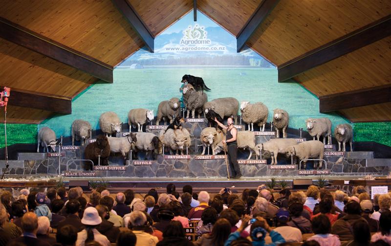 the sheep show takes place