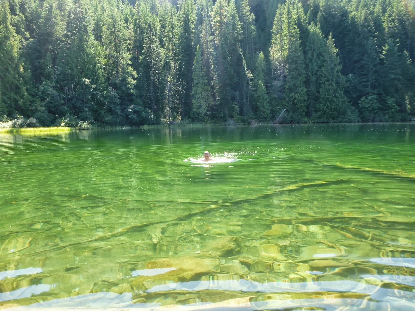 Reading The Washington Landscape Notes On Symphoricarpos Albus Or