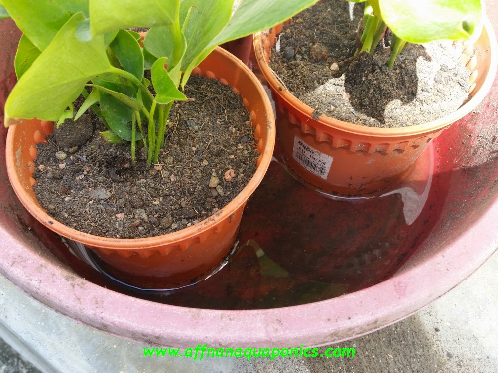 anthurium plant fertilizer