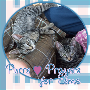 Purrs and Prayers for Esme