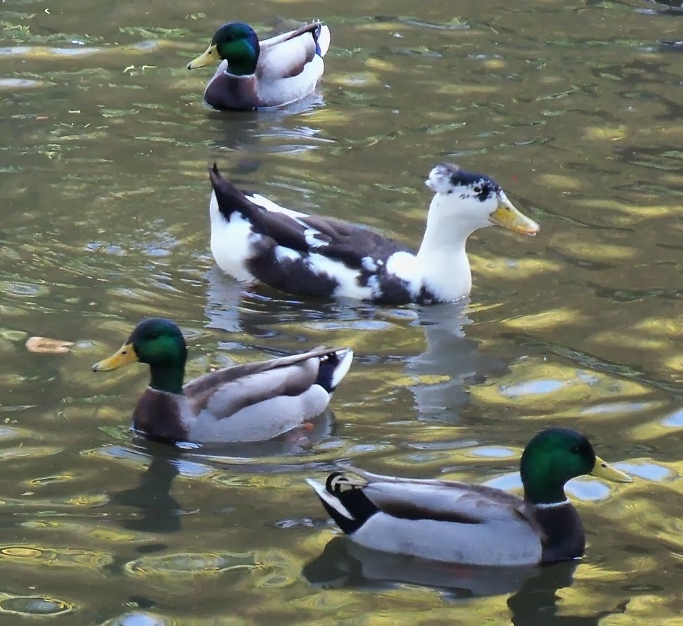 History, Los Angeles County: Duck Duck Goose