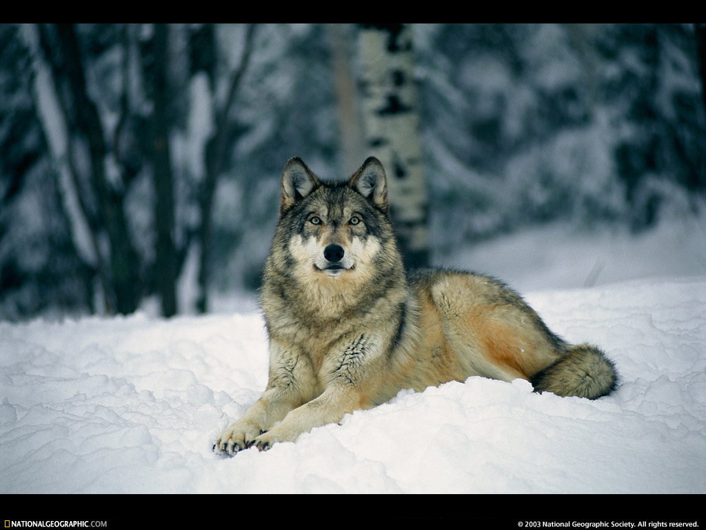 wolf pictures