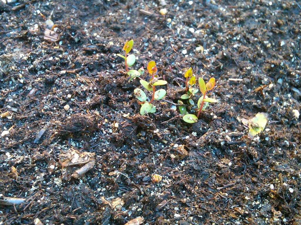 LONG ISLAND HOMESTEAD Update on Growing Cranberries from Seed