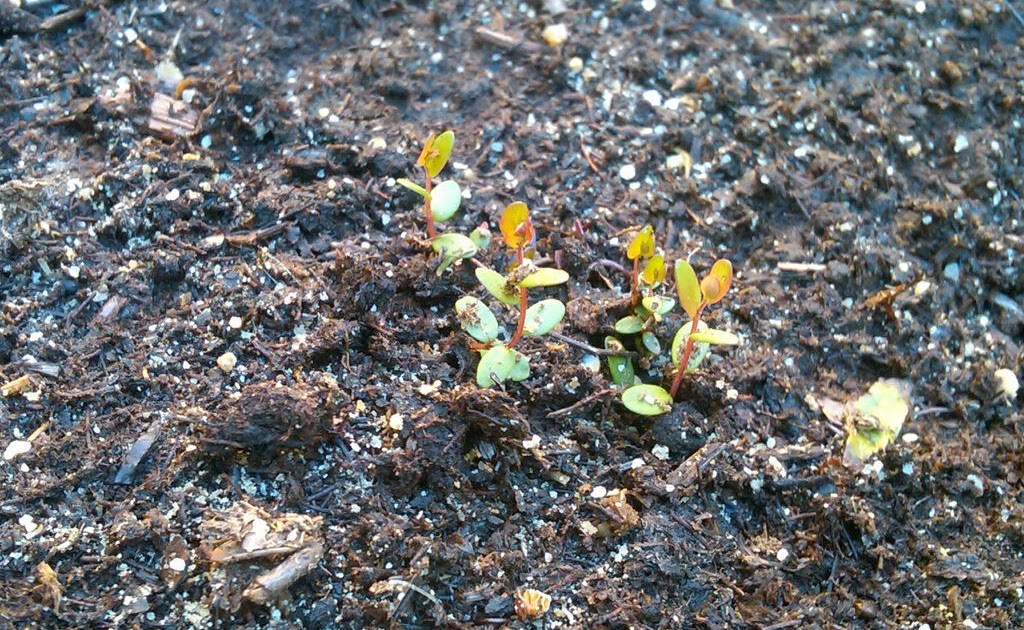LONG ISLAND HOMESTEAD Update on Growing Cranberries from Seed