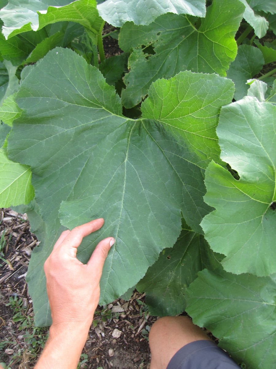 Arrowhead Alpines Blog Squash!