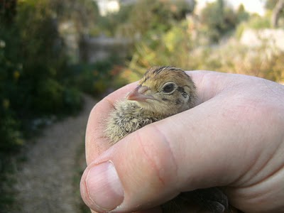 Red the Miracle Quail