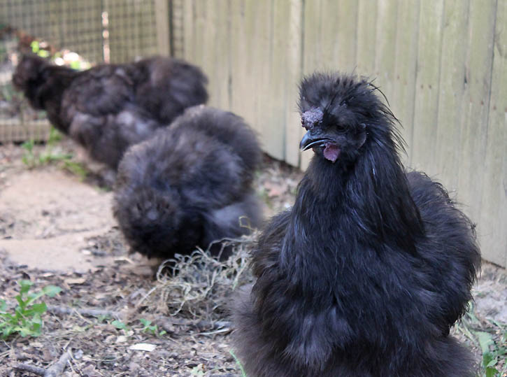 How To Make My Chicken Coop Fox Proof chicken coop how to