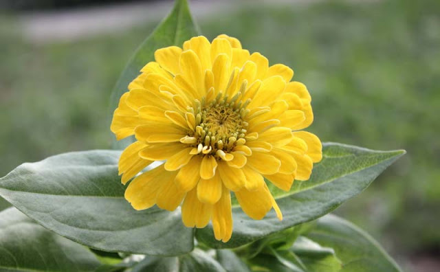 Zinnia Flowers