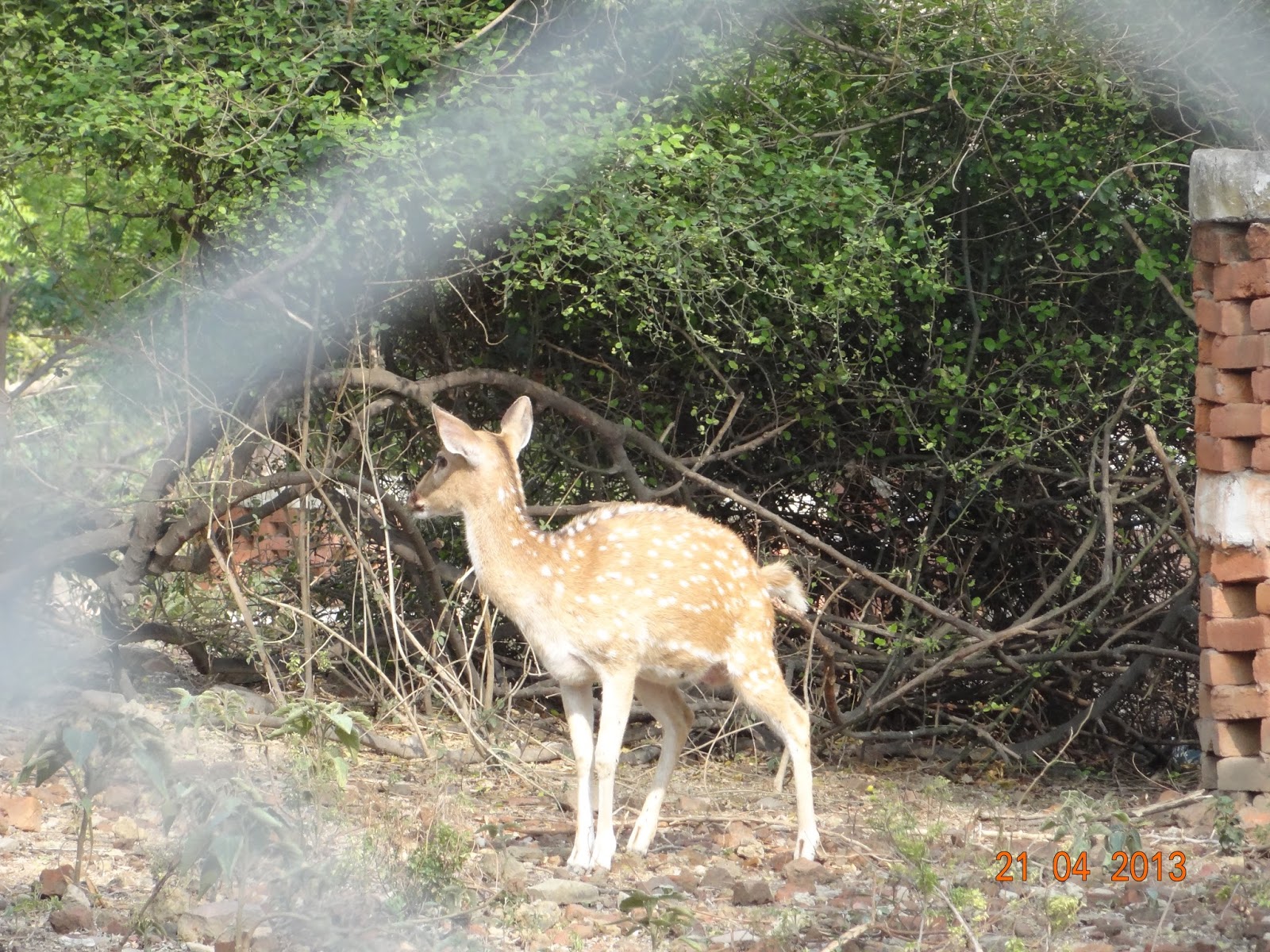 Varanasi Dear Park Zoo (Sarnath)