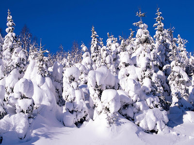 wallpaper: Winter Backgrounds