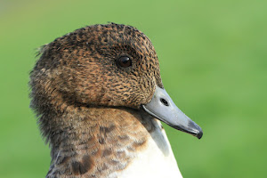 Wigeon