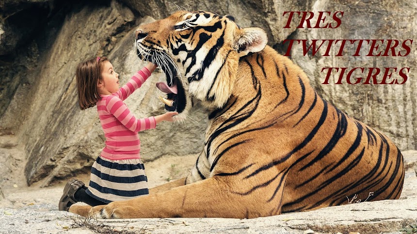 Tres twitters tigres