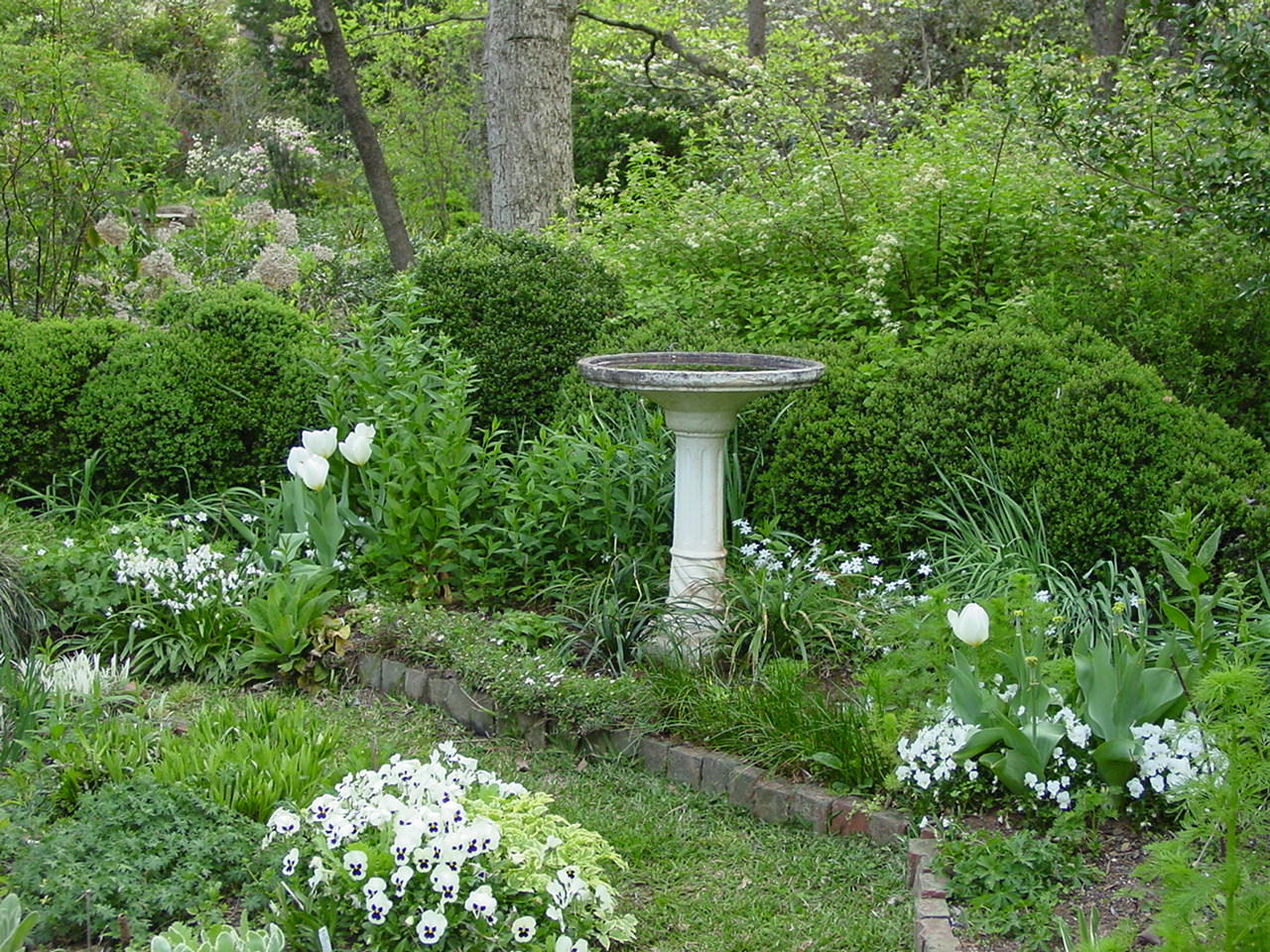 Mariette S Back To Basics Our Royal Bonica Rose