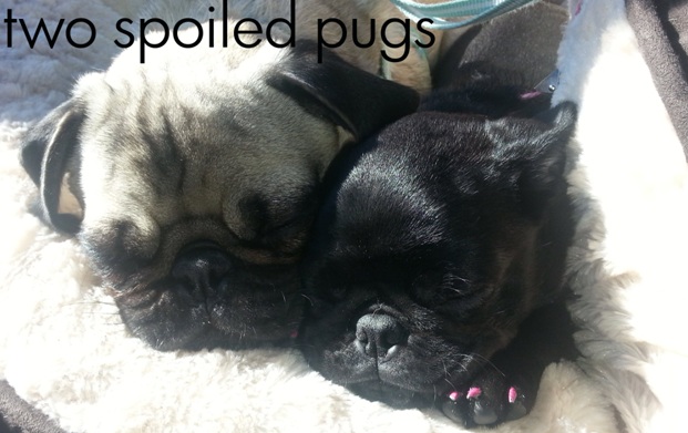 two spoiled pugs