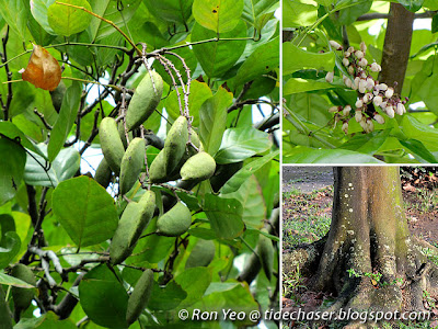 Kacang Kayu Laut (Pongamia pinnata)