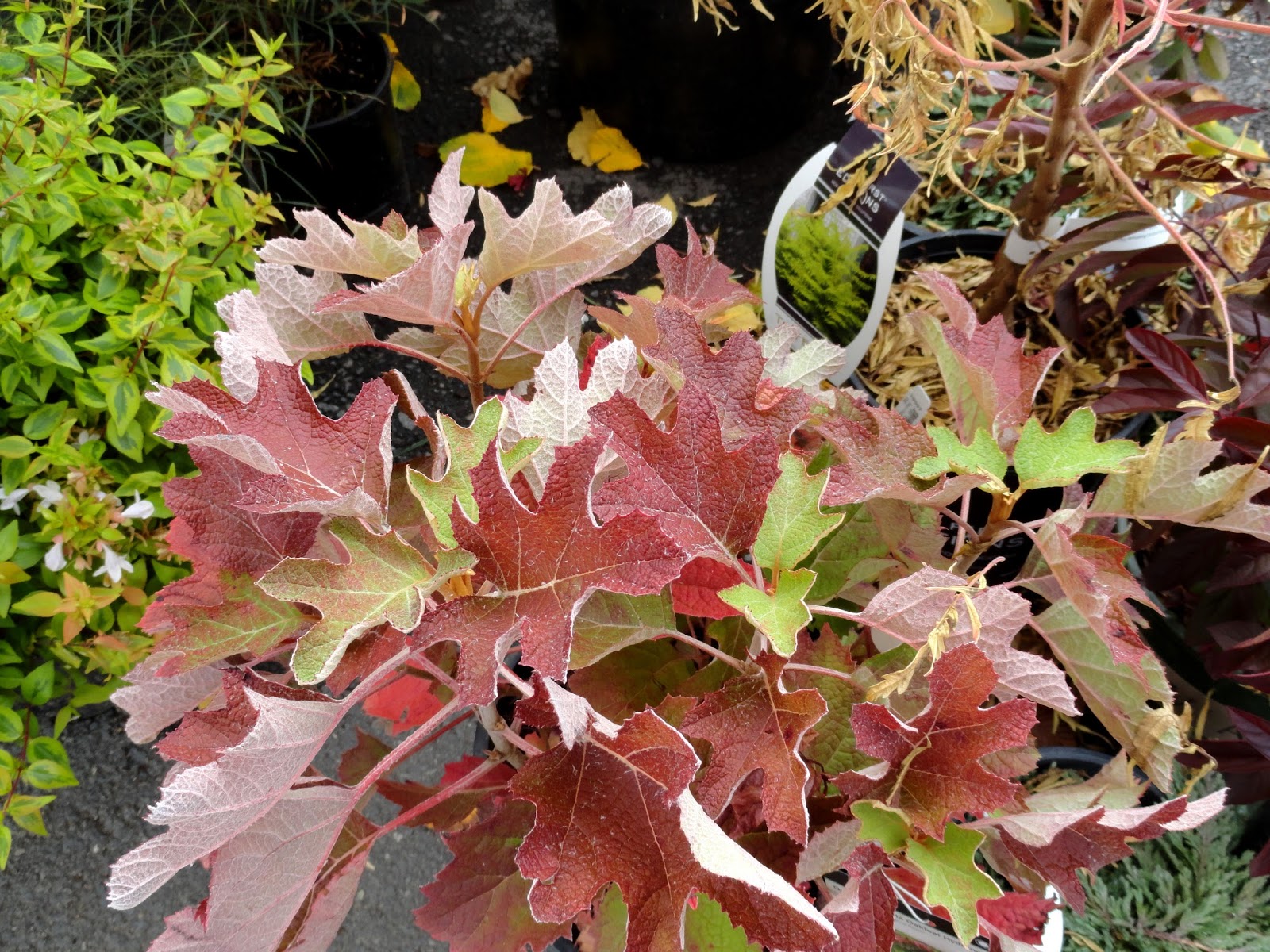 Ruby Slippers Oakleaf Hydrangea A Great Plant