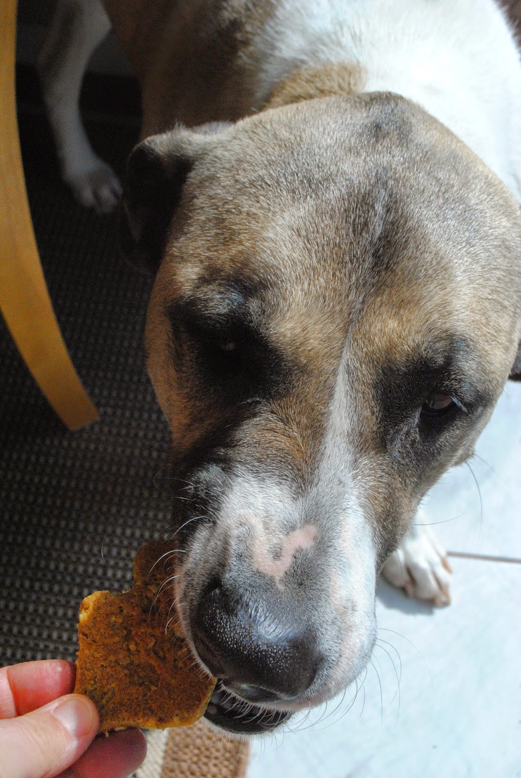 Lori's Lipsmacking Goodness Nut Free Dog Treats