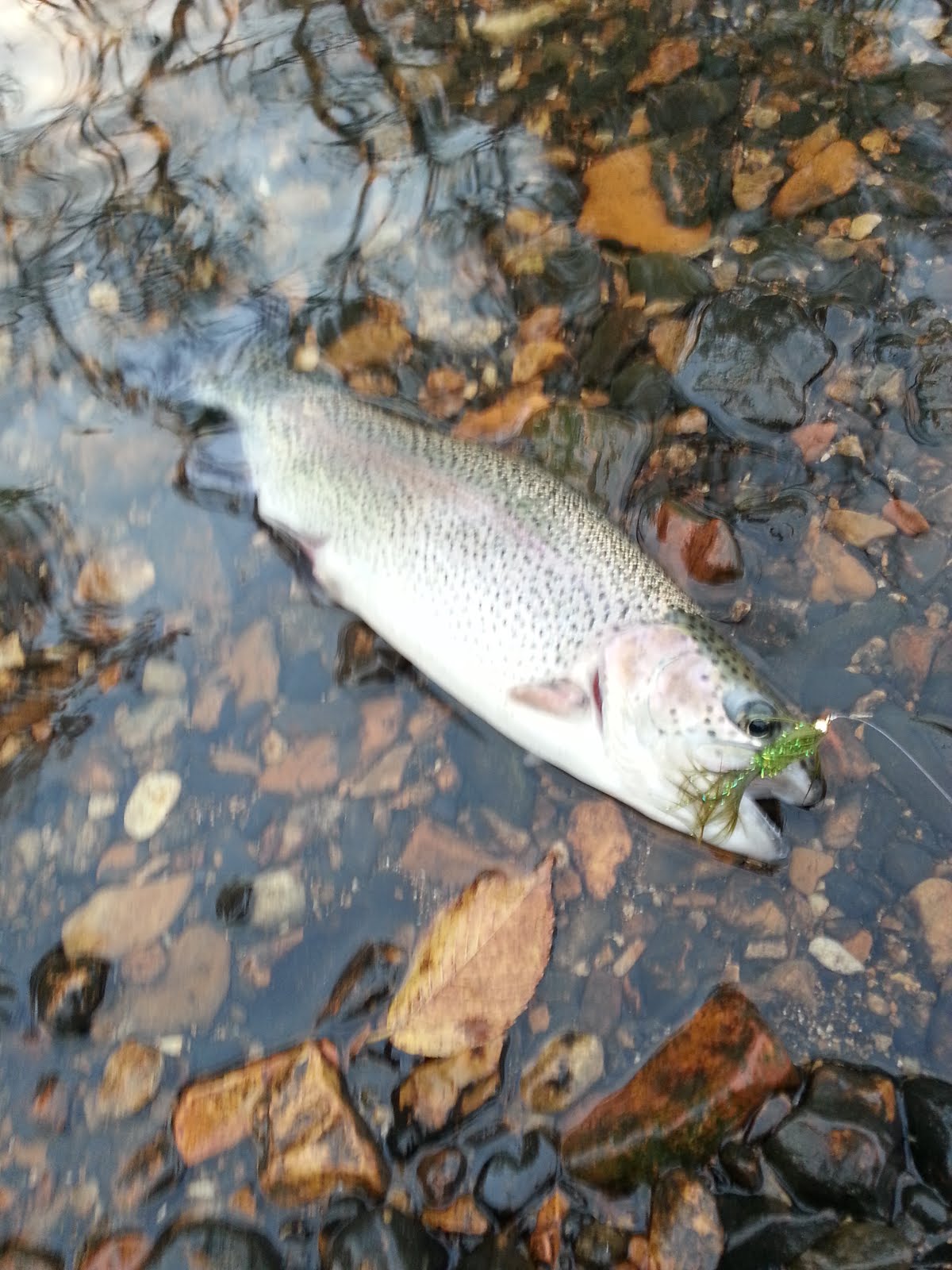 THE FLYJournal fly fishing experience LOWER ILLINOIS RIVER (Gore