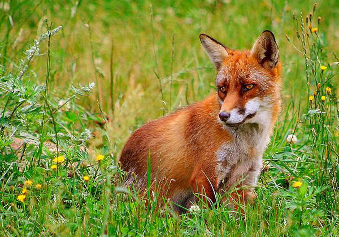 10 nuove foreste di pianura 25mqdiverde